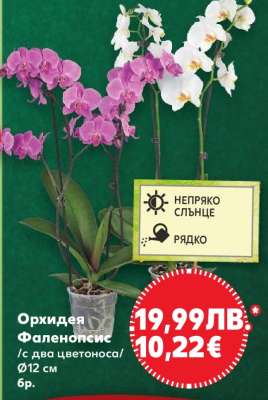 Орхидея Фаленопсис