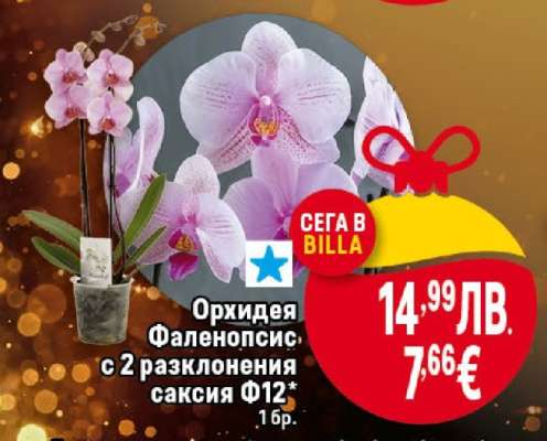 Орхидея Фаленопсис с 2 разклонения саксия Ф12*