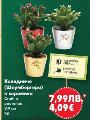 Коледниче (Шлумбергера)