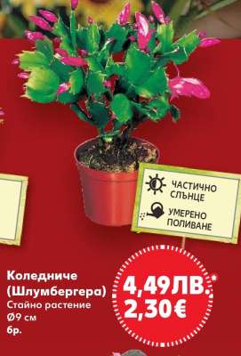 Коледниче (Шлумбергера)