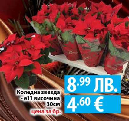 Коледна звезда