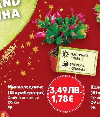 Минколедниче (Шлумбергера)