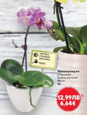 Миниорхидея