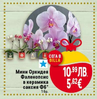 Мини Орхидея Фаленопсис в керамика саксия Ф6**