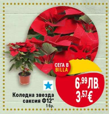 Коледна звезда саксия Ф12