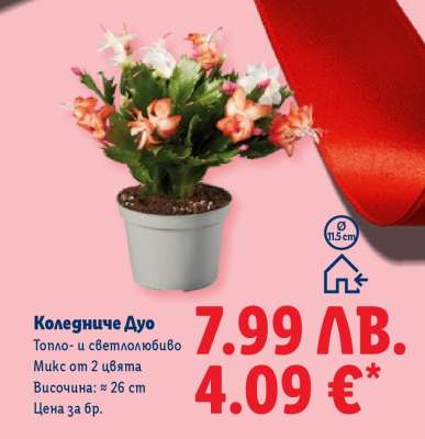 Коледниче Дуо