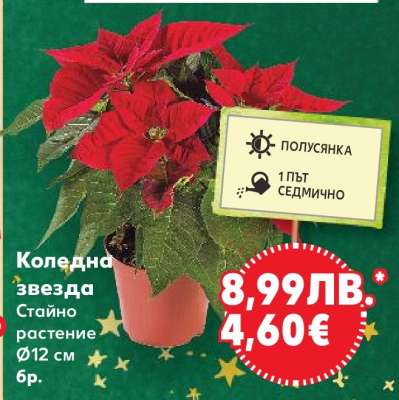 Коледна звезда