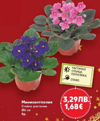 Минисентполия