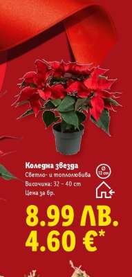 Коледна звезда