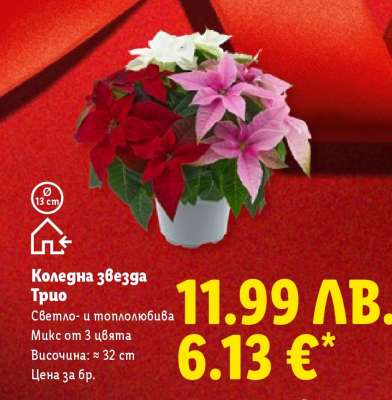 Коледна звезда Трио