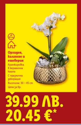 Орхидея, каланхое и ешеверия