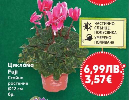 Циклама Fuji