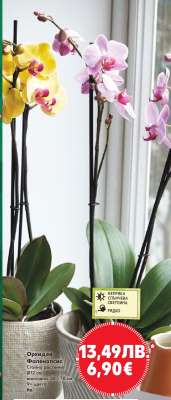 Орхидея Фаленопсис
