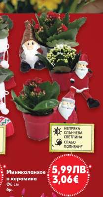 Миникаланхое в керамика