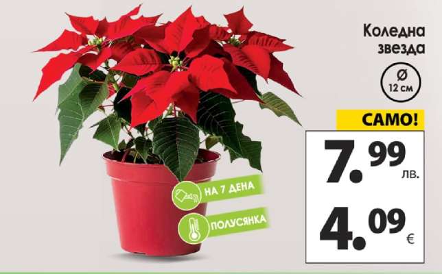 Коледна звезда