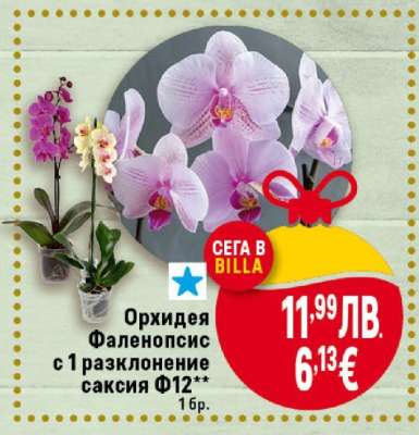 Орхидея Фаленопсис