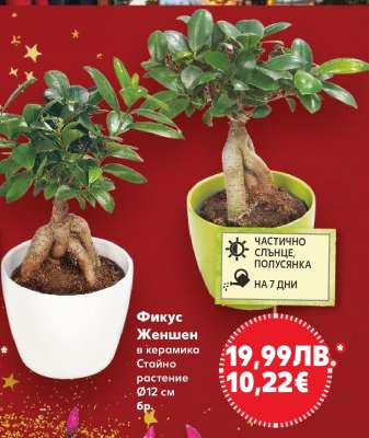 Фикус Женшен