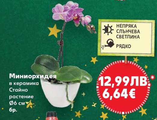 Миниорхидея в керамика