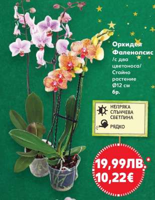Орхидея Фаленопсис