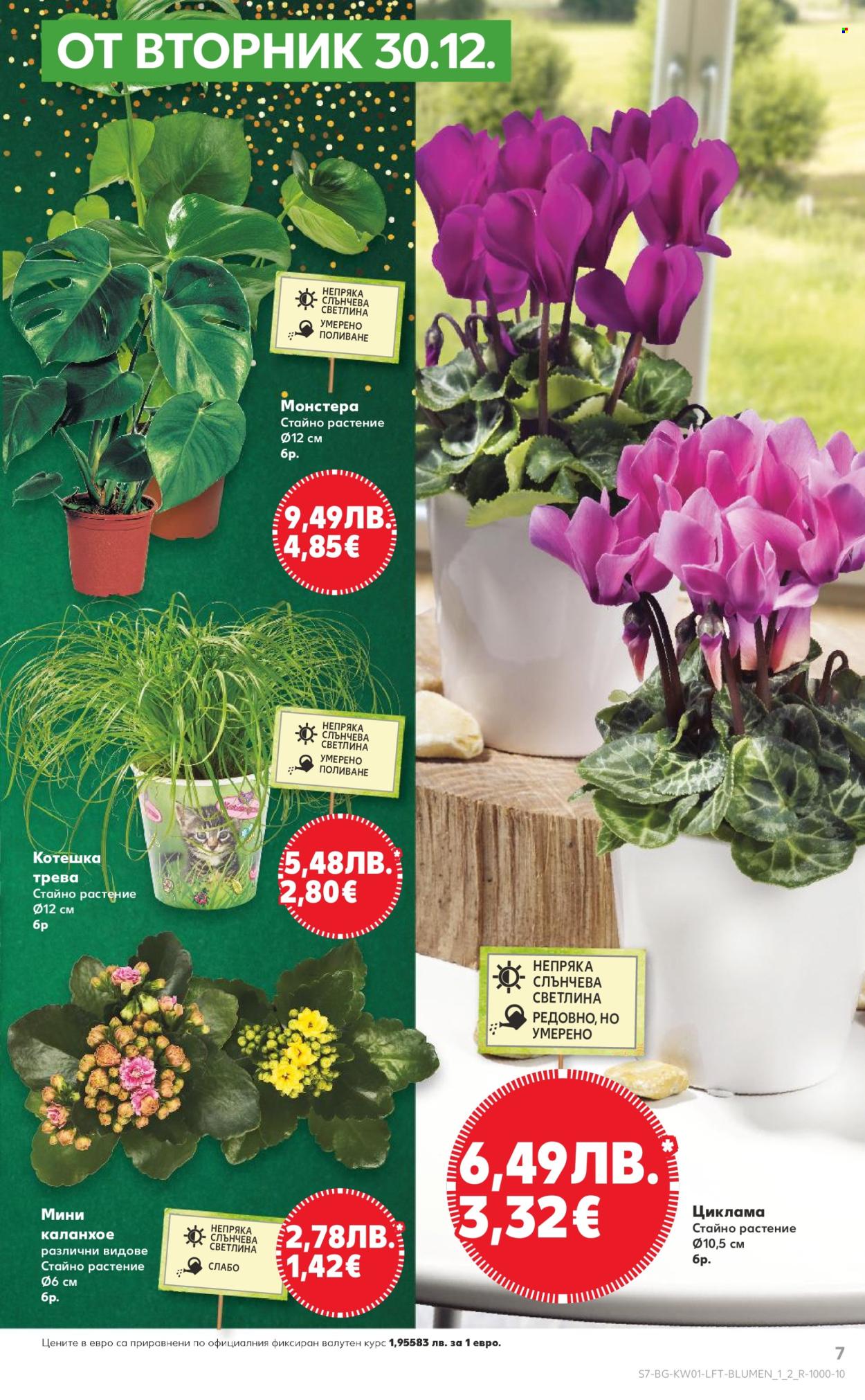 Брошура на Кауфланд - 29.12.2025 - 04.01.2026. Страница 7