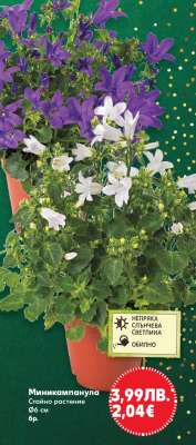 Миникампанула