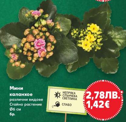 Мини каланхое