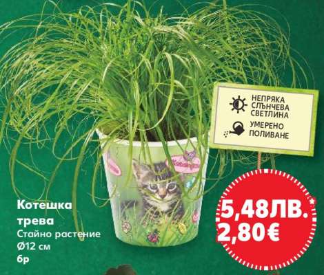 Котешка трева