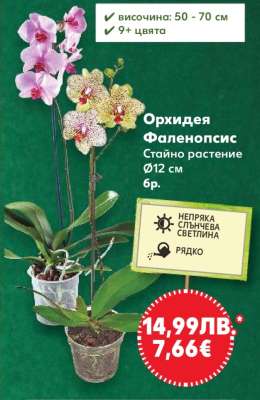 Орхидея Фаленопсис