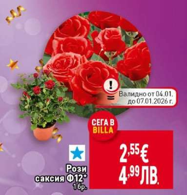 Рози саксия Ф12*