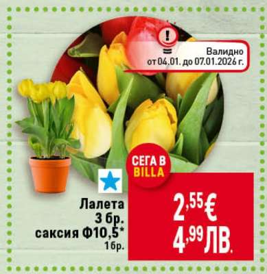 Лалета 3 бр. саксия Ф10,5*