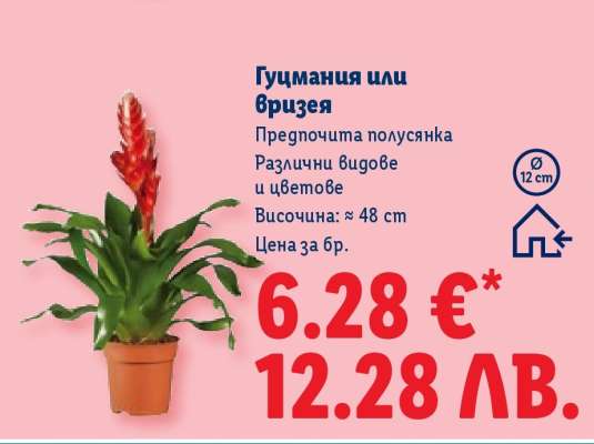 Гусмания или вризея