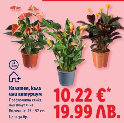 Калатея, кала или антуриум