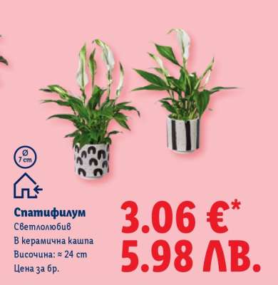 Спатифилум