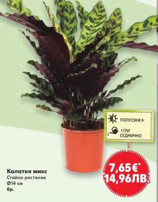 Калатея микс