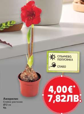 Амарилис