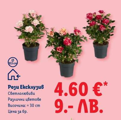 Рози „Ексклузив“