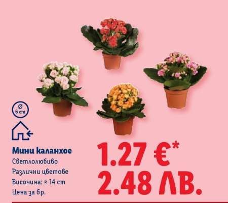 Мини каланхое