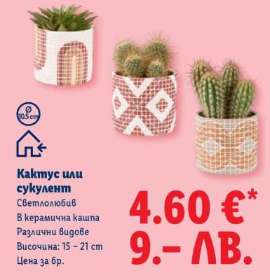 Кактус или сукулент