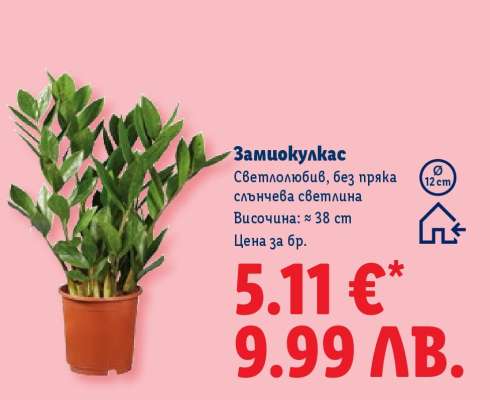 Замиокулкас