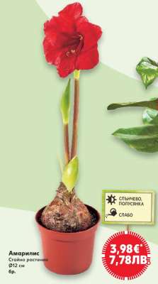 Амарилис
