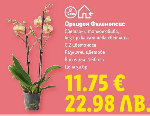 Орхидея Фаленопсис