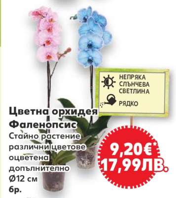 Цветна орхидея Фаленопсис