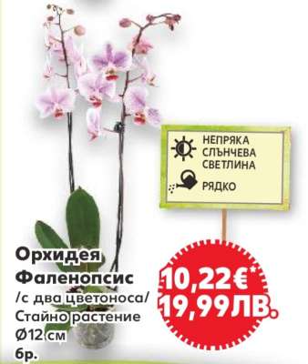 Орхидея Фаленопсис