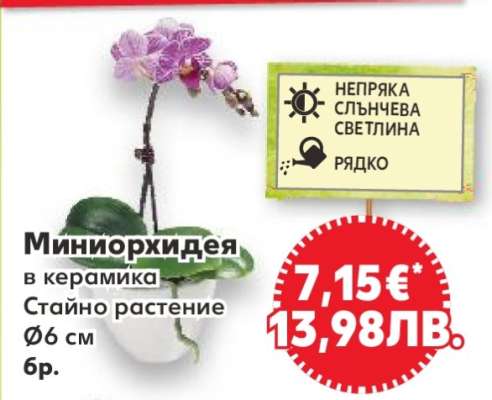 Миниорхидея в керамика