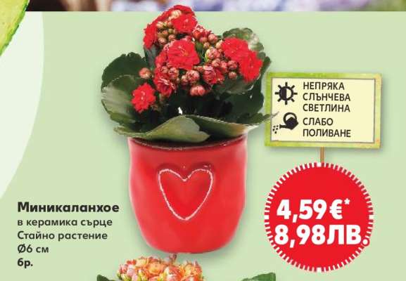 Миникаланхое