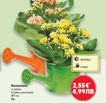 Каланхое в лейка