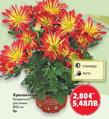 Хризантема