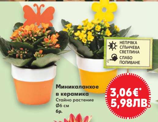 Миникаланхое в керамика