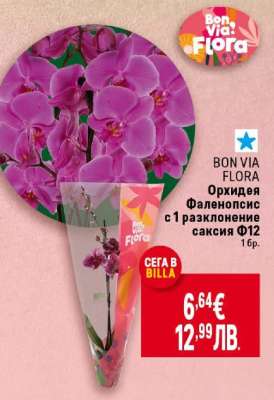 Орхидея Фаленопсис