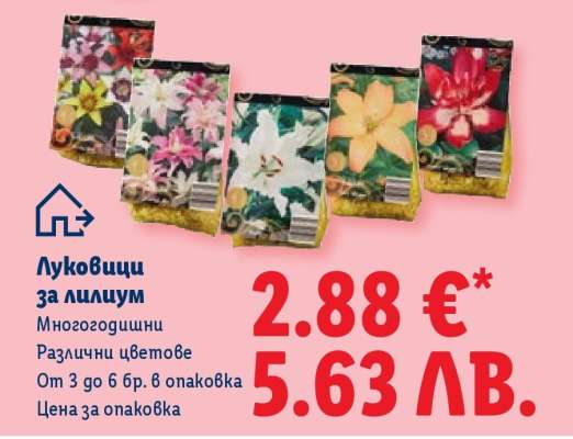 Луковици за лилиум